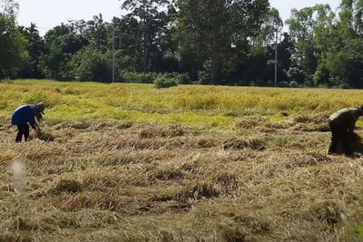 High potential for rice exports in H2