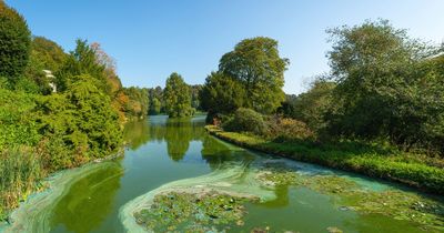 Expert warning over water danger to dogs that can kill in 15 minutes