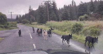 Pack of 10 dogs "dumped" on Dumfries and Galloway road