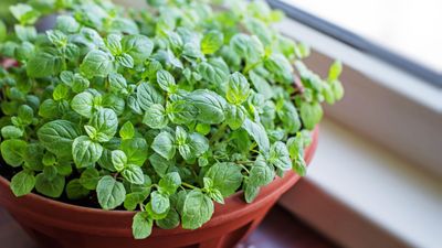 5 common mistakes to avoid when growing herbs indoors
