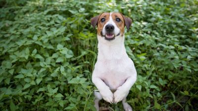 Want to improve your dog’s behavior? Trainer reveals that it all comes down to avoiding these five mistakes