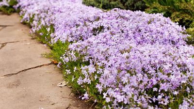 7 uses for ground cover plants