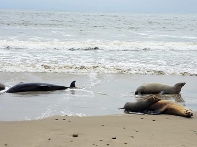 Sea lions are sick and dying along Southern California's coast. Here's what to know