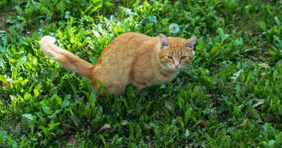 Gardener's clever tea bag trick stops cats pooing in garden 'effectively'