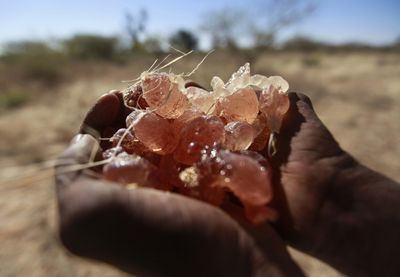 What does Sudan’s crisis mean for the gum arabic industry?