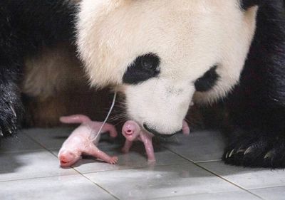 Panda twins born in South Korea for the 1st time