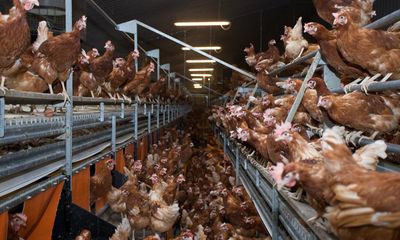 Block battery eggs coming into UK, say animal welfare groups