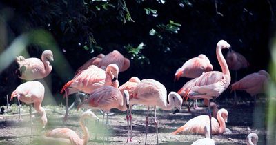 Dublin Zoo flamingos isolated after bird flu case confirmed