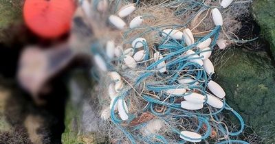 'Evil trade' could face ban as animals get caught in nets and drown