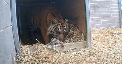 West Midlands Safari Park: Rare tiger cub born at Safari Park less than two hours from Nottingham
