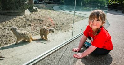 Edinburgh Zoo teams up with children's hospital to create meerkat enclosure for kids