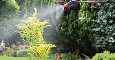 I swapped my hose pipe for a £12.99 pressure sprayer and I'll never waste water again