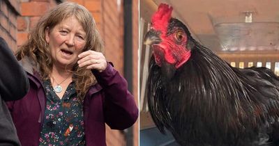Woman hits cockerel in head and tries to throttle it after it woke her up with crowing