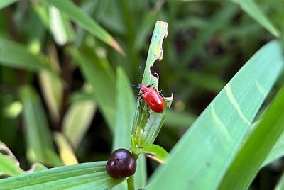 Catch garden pests and diseases early by keeping a close eye on your plants