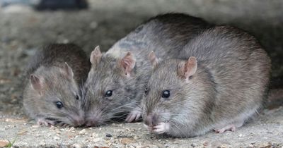 RTE canteen closed due to rodent activity for second time this year