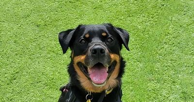 Find out how you can give a home to dogs like Cassie at Dogs Trust open day