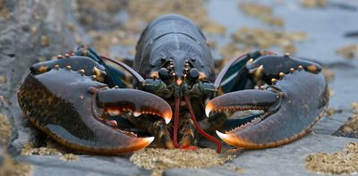 Offshore windfarms could offer new habitats for lobsters – new research