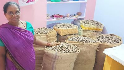 Shutdown by cashew traders, processing units makes lives miserable for farmers, workers
