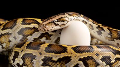 Enormous Burmese python killed in Florida Everglades was about to lay 60 eggs