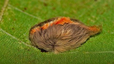 Fuzzy caterpillar has sting 'like being hit with a baseball bat," and now we know why