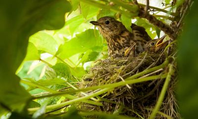 Birds are chuffed with my tumble dryer fluff