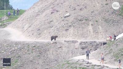 Watch a grizzly bear startle a group of shocked Glacier National Park hikers