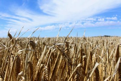 China delays decision on Australian barley tariffs in setback on resolving trade disputes