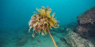 Small ocean critters use their poo to help seaweeds have sex