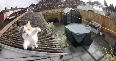 Ring camera captures hilarious moment cat makes a superhero leap