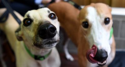 ‘Feel-good’ greyhound story disguises an industry indifferent to overbreeding