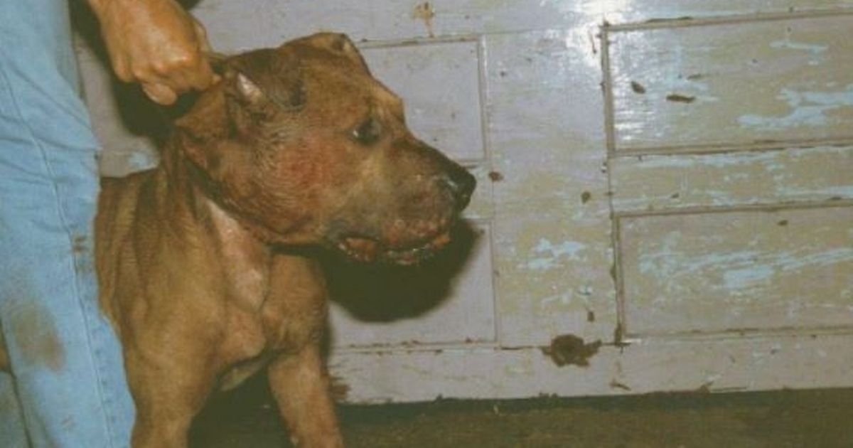 Banned almost 200 years ago, dog fighting is 'still…