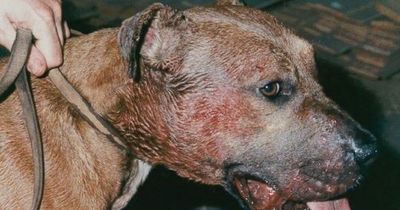 The 'dark and secretive' brutal world of dog fighting which is on the rise in Wales