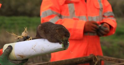 Water voles settle into new home at one of UK’s newest wildlife wetlands