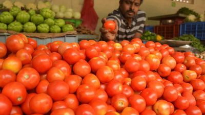Centre to buy tomatoes from Andhra Pradesh, Karnataka and Maharashtra to sell in northern cities