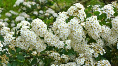 How and when to prune spirea – an expert guide for these flowering shrubs