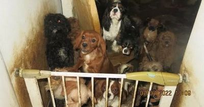 Dogs living in 'atrocious' conditions at illegal puppy farm in Wales