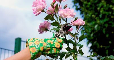 'My neighbour drives me mad - she keeps appearing at my window and pruned all my roses'