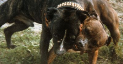 'Barbaric' dog fighting 'is still rife' across the West Country, says RSPCA