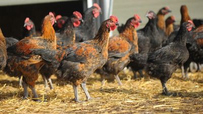 Bird flu outbreak has ‘increased dramatically’, warns Scotland’s chief vet