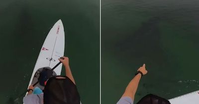 Paddleboarder films ‘unmistakable’ shadow of great white shark lurking below him