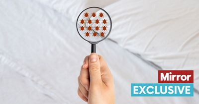 First signs of bedbugs to look out for as pest is 'very hard to starve out', expert says