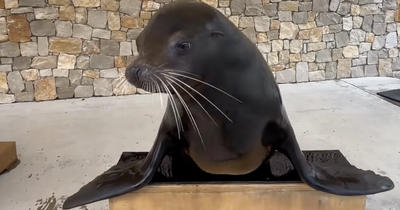 Sea lion at Scots safari helps choose name for newborn pup in 'adorable' video