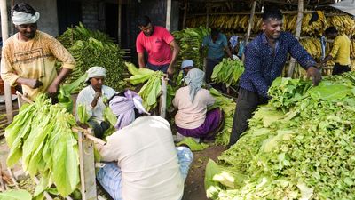Andhra Pradesh farmers upbeat as tobacco fetches record prices during e-auctions