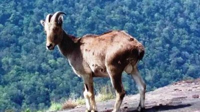 Move to translocate Nilgiri tahr that attacked forest watchers