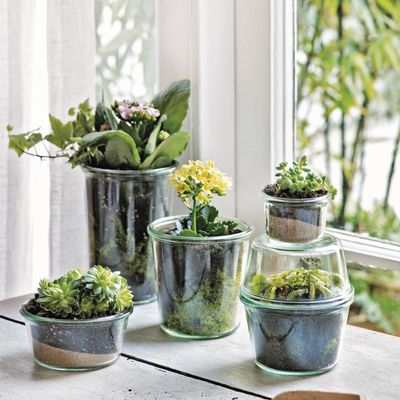 Succulents ahoy! We will definitely be snapping up these bargain succulent plants on Amazon Prime Day