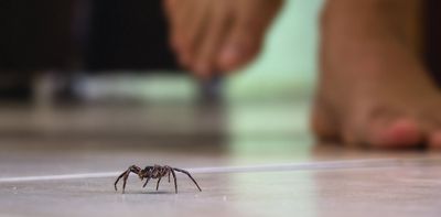 Biophobia: search trends reveal a growing fear of nature