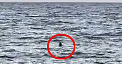 Swimmers flee UK beach after spotting 'shark' - but it's something very different