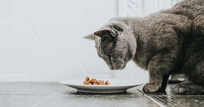 Pet food Amazon Prime Day deals to stock up on with 39% off Whiskas and Purina