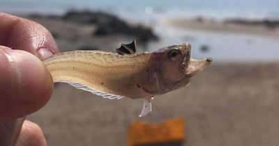 Scots beachgoers warned over venomous fish with 'very painful' sting hiding in sand