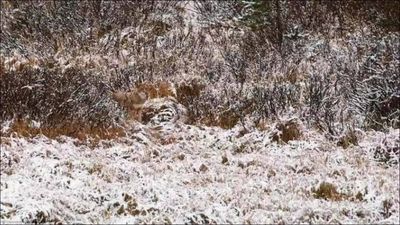 Optical illusion challenge: Find the wolf hidden in this snowy landscape within 10 seconds!
